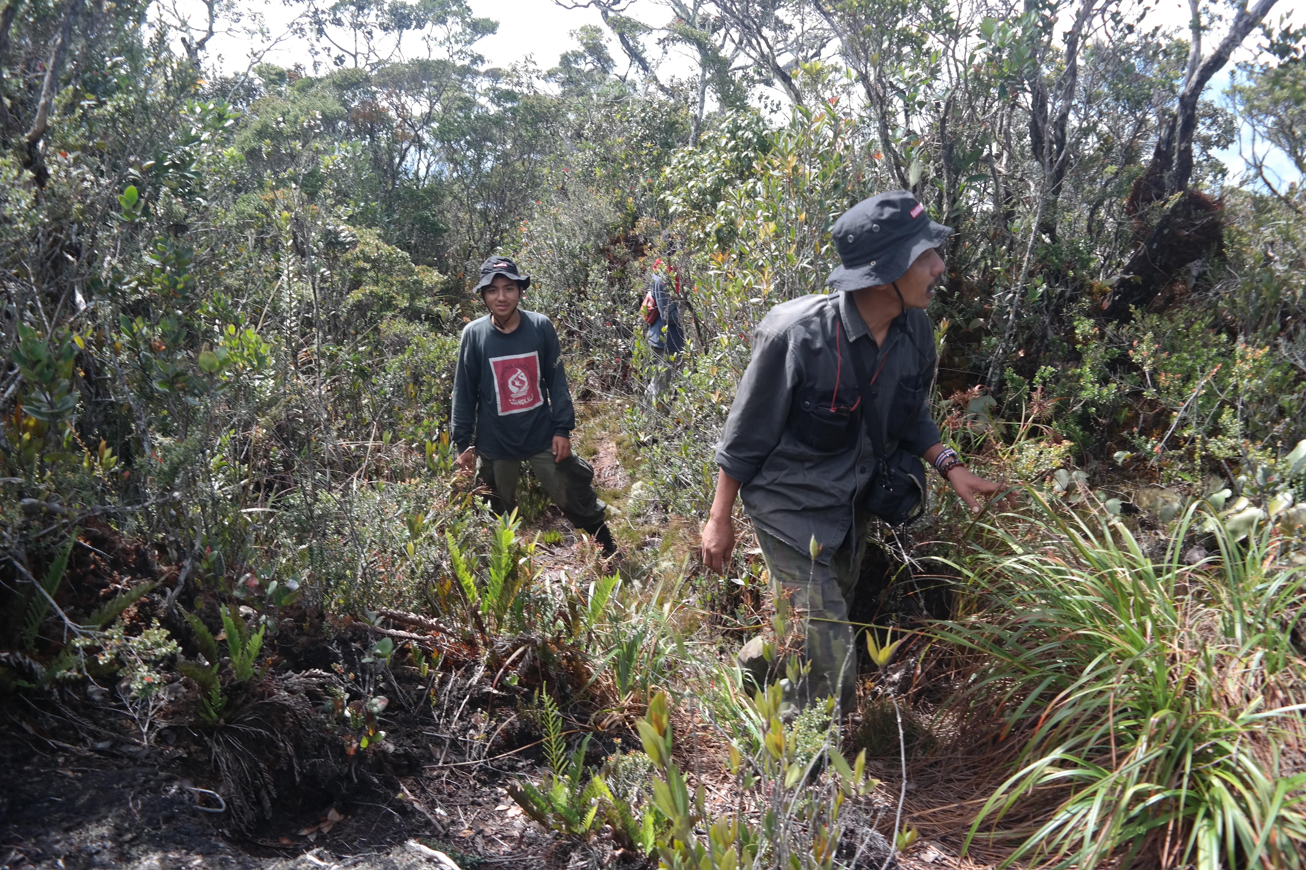 Foto hutan dan kota saling jadi cermin 1