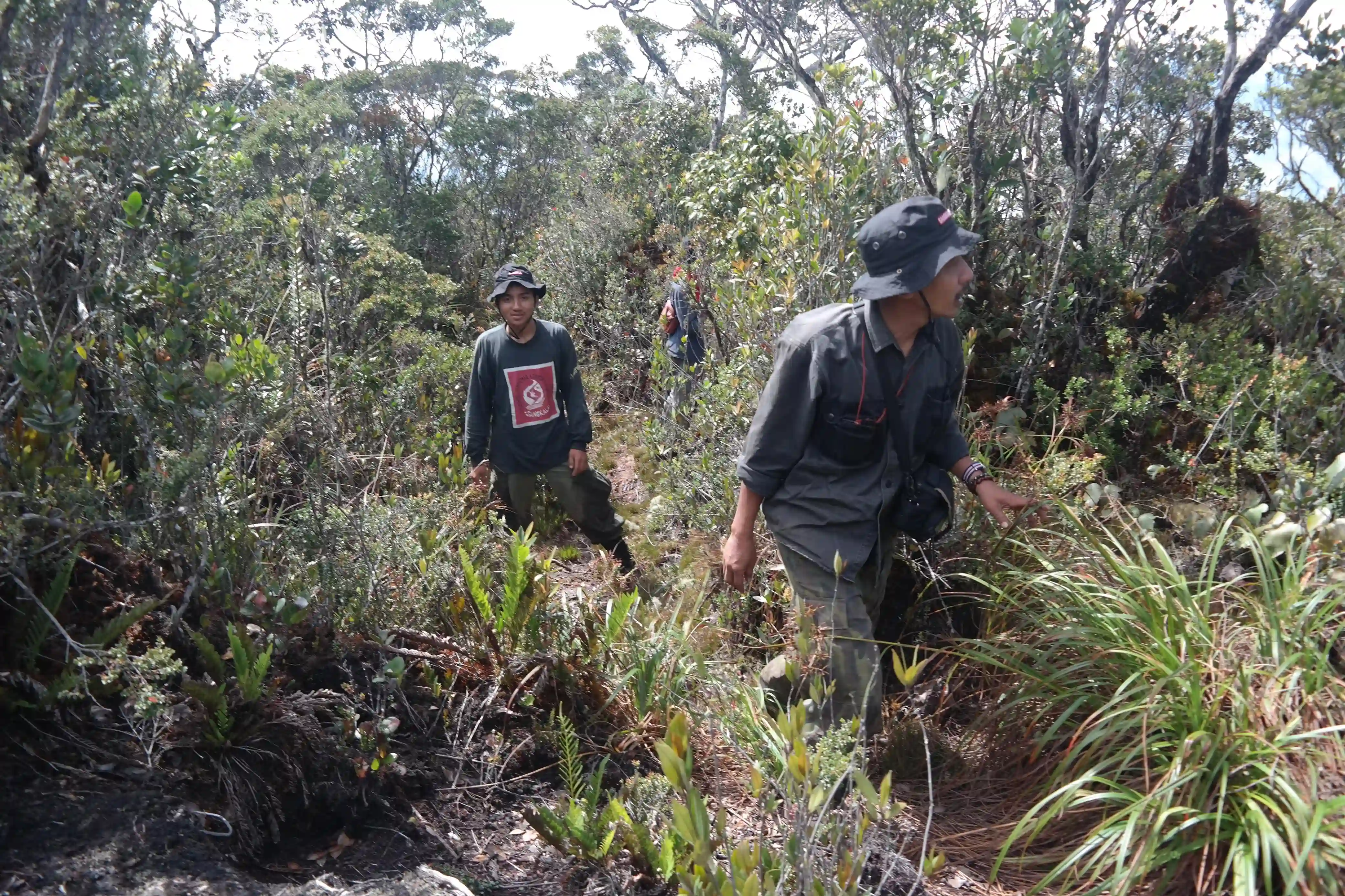 Foto hutan dan kota saling jadi cermin 1